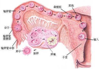 大熊猫是哺乳动物（大熊猫是什么哺乳动物）-第4张图片-华展网