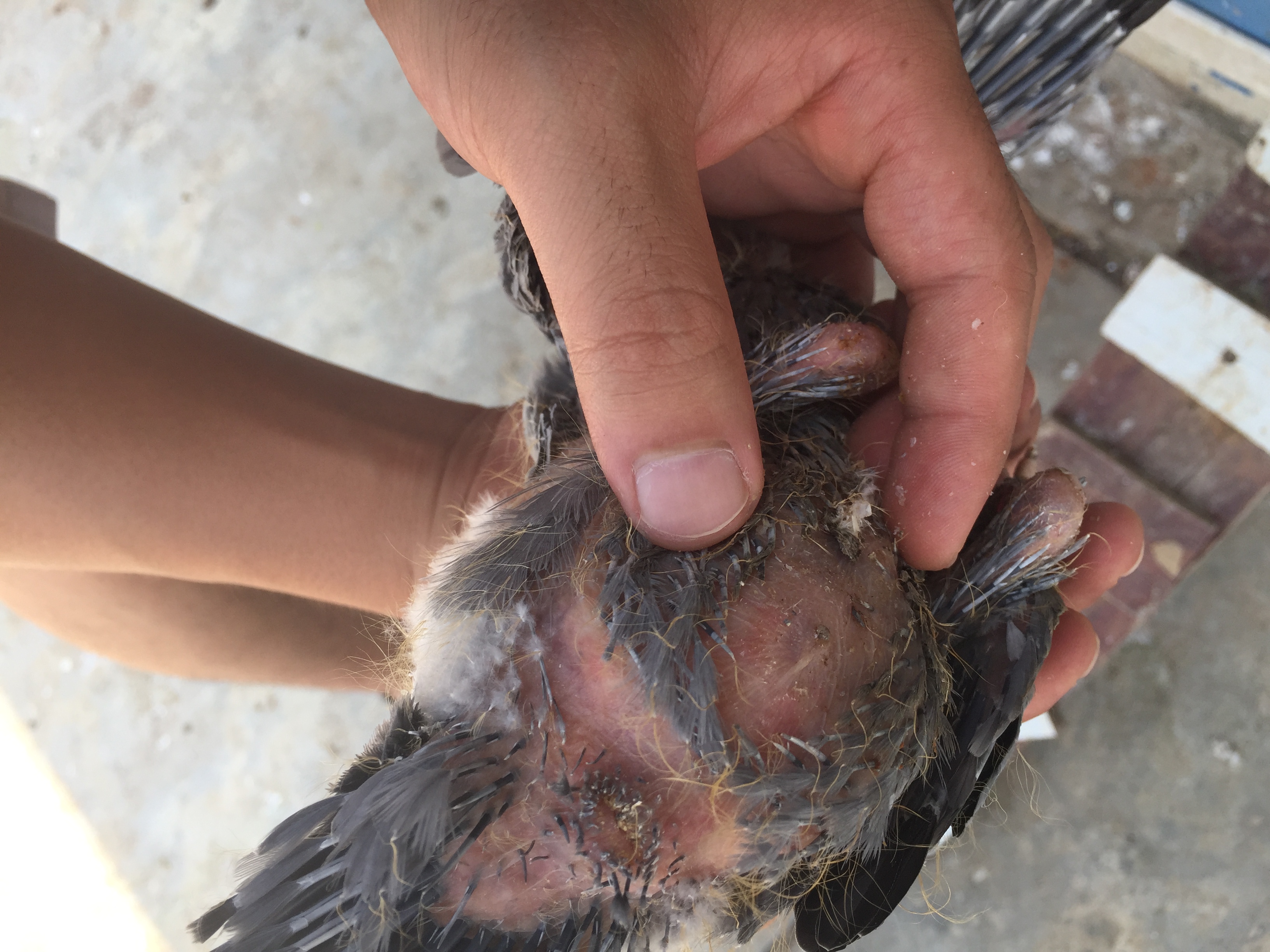 鸽子沙门氏菌用什么药最好(鸽子沙门氏菌的症状和治疗办法)