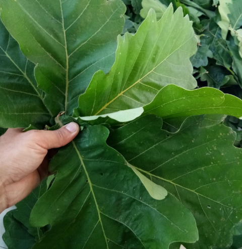 橡子树图片(树叶有香气) - 赤虎壹号