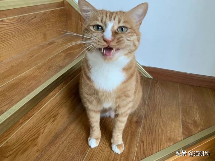 小猫咪一直叫个不停是怎么回事（猫咪为啥总是喵喵叫讨食）