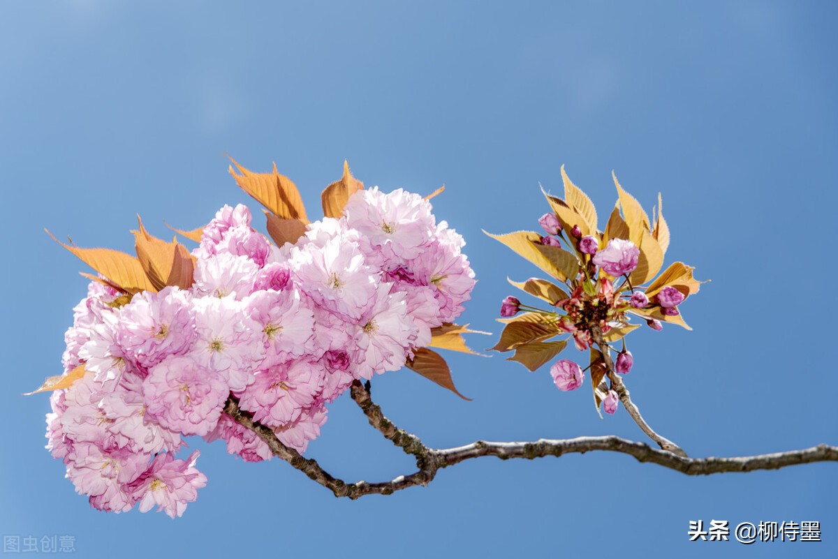 樱花开了要摄影,26张例图8个技巧,拍出文艺唯美的浪漫场景