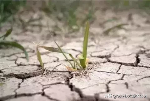 芸苔素的作用和功效（芸苔素三大作用和三大误解）