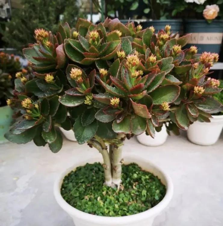 長壽花圖片,長壽花圖片大全