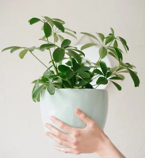 常见50种植物（50种常见的室内盆栽绿化植物）