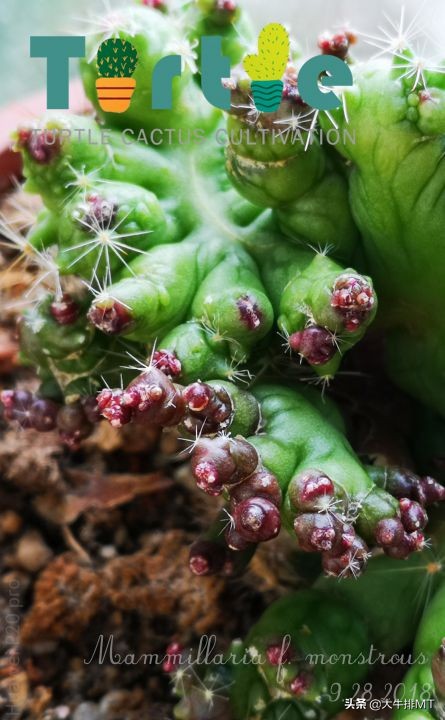 植物界有趣现象之一——石化