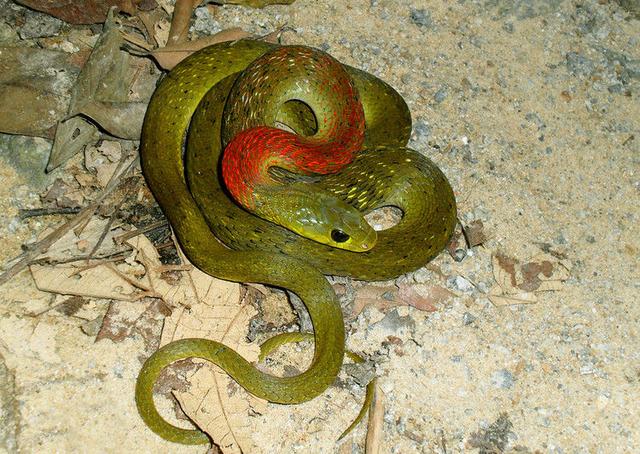 蛇的种类最常见的蛇类