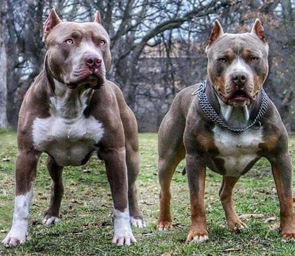 世上最凶猛的五大恶犬,战神比特犬为榜首,藏獒在里面只能算小弟