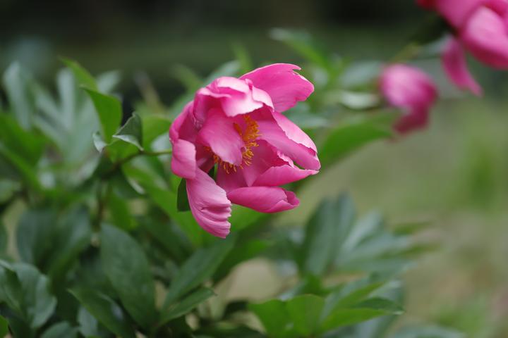 植物园属于哪个区(@广大市民游客，五一杭州植物园最全赏花攻略送上)