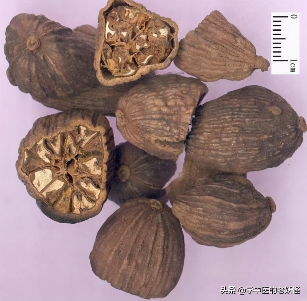 草果图片长什么样(草果的具体功效和作用介绍)