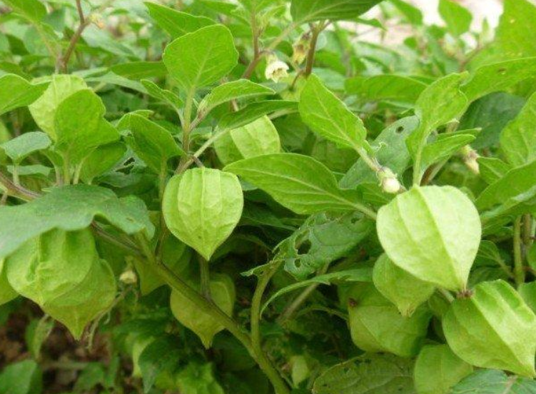 哥伦比亚龙珠果 龙珠果和姑娘果的区别-百科叔叔