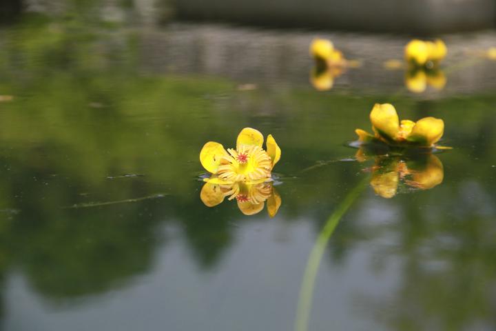 植物园属于哪个区(@广大市民游客，五一杭州植物园最全赏花攻略送上)