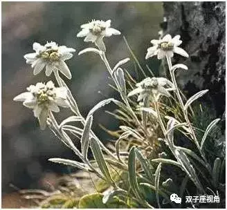 edelweiss（edelweiss是什么意思）