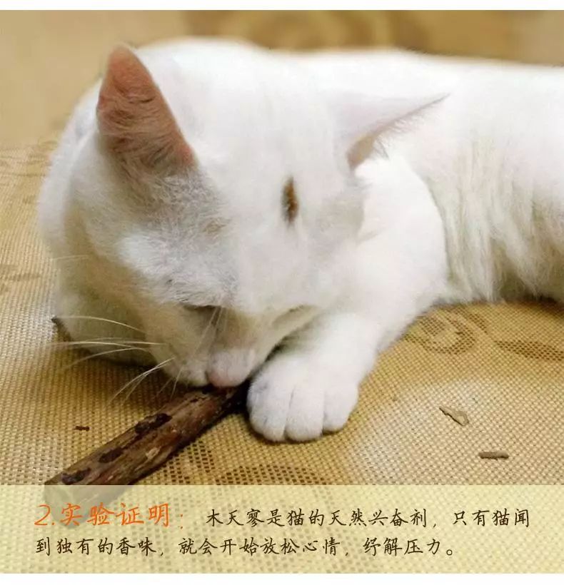 木天蓼对猫咪的害处（木天蓼受猫咪喜欢两点危害不可忽视）