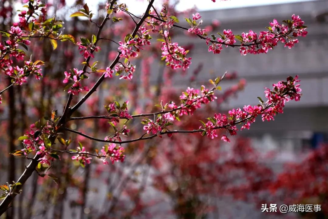 精致医院丨春色恰好，花开医苑