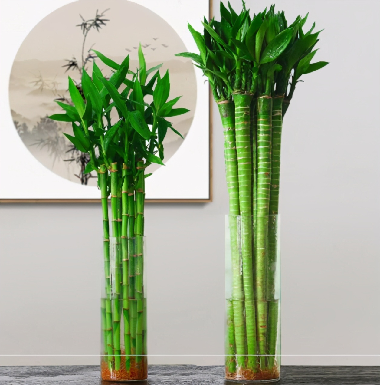 富贵竹9支好还是10支好_富贵竹养几支最旺运_富贵竹是土养好水养好