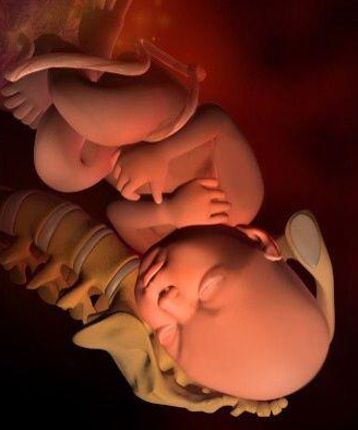 22周胎儿在腹中图片(3d组图) 