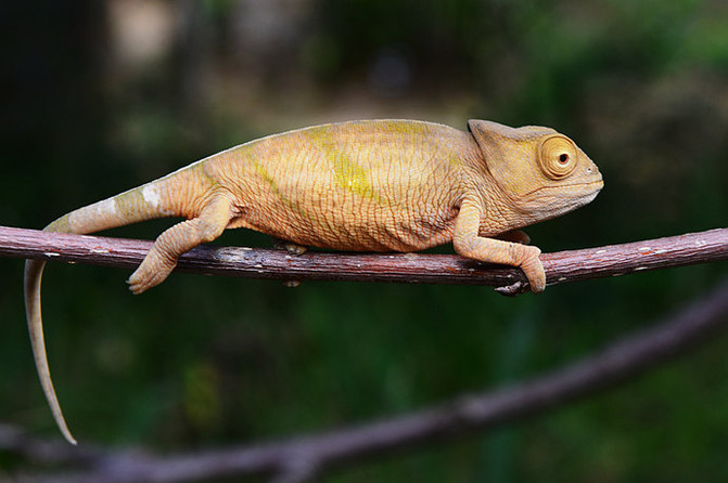 变色龙:动物界的伪装者,为什么可以变色?