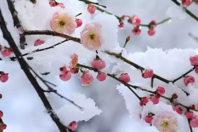 腊八到，腊梅俏，美醉了！