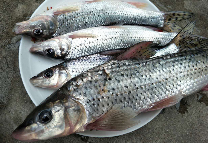 格魚學名叫什麼(格利是什麼魚) - 風集網