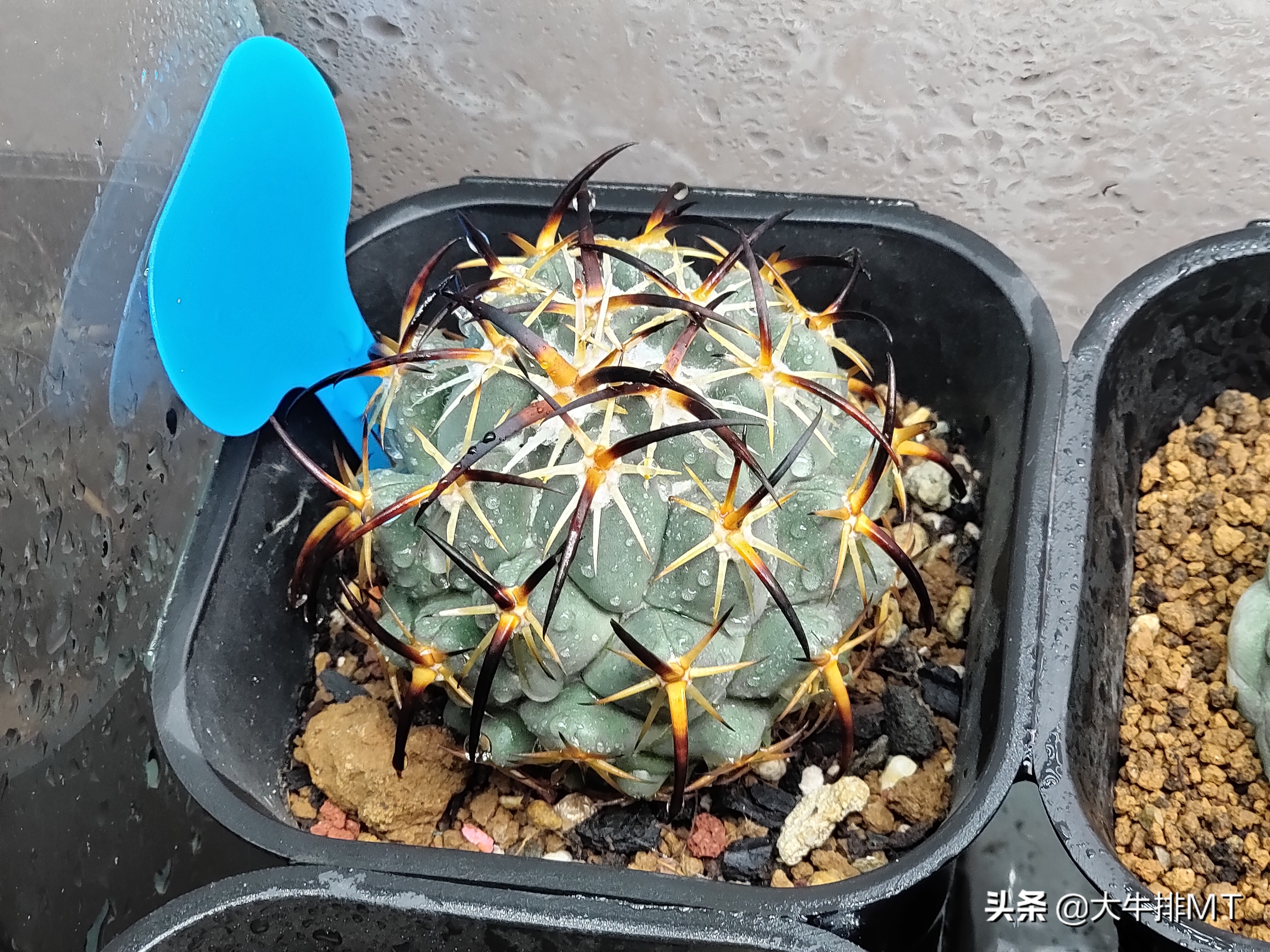 顶花球之王-----钢钉Coryphantha tripugionacantha