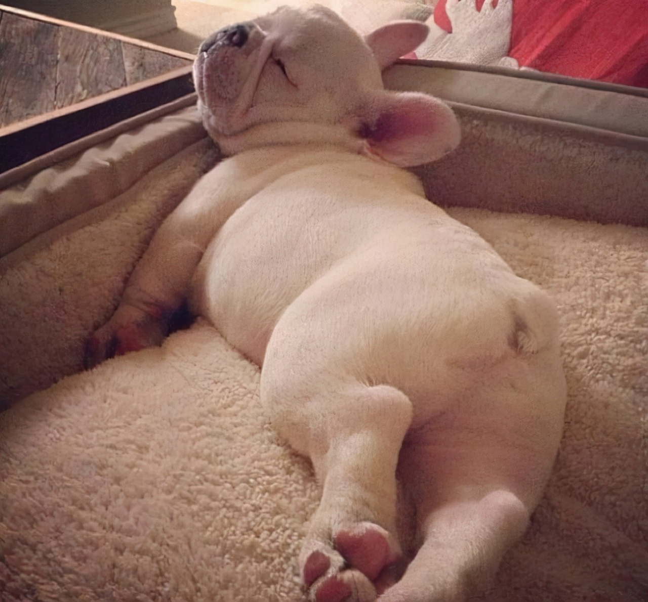 网友:养了之后就不想换狗了