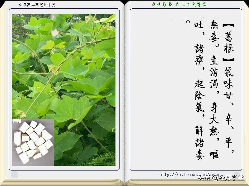 《神农本草经》全册图文解析 建议收藏