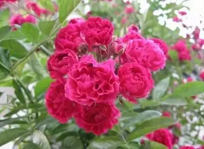 各种花的寓意及花语（100种花的花语大全）