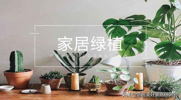 盘点家居界12大网红绿植,颜值高又好养很贴心