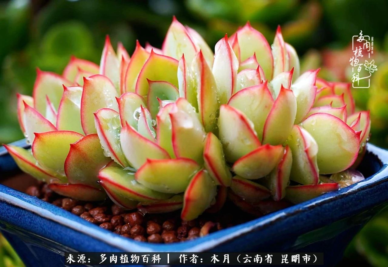 比利时玫瑰老桩怎么养忌讳什么「科普」 -骁龙网