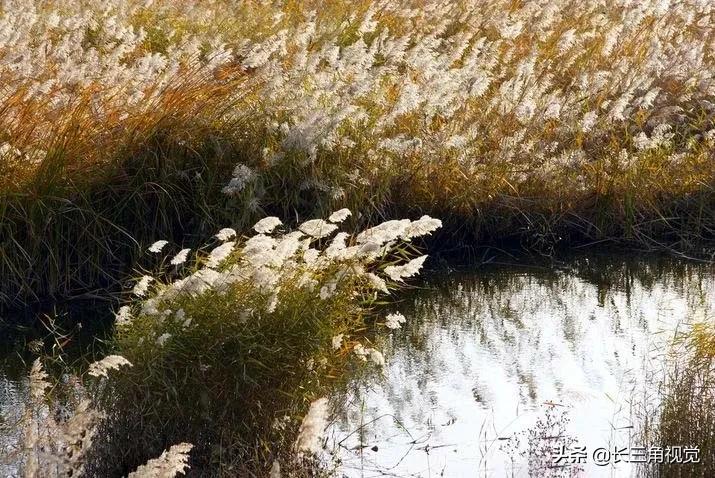 秋韵湖州，芦花飞扬：一场不容错过的诗意之旅