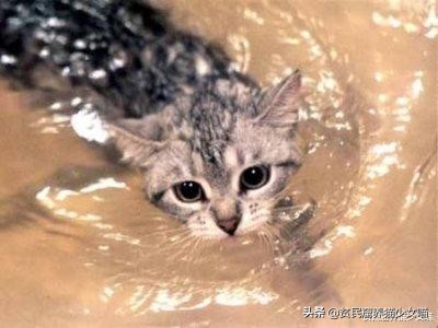 辟谣：所有猫都怕水？不是哦，养这些猫，你可能需要游泳池