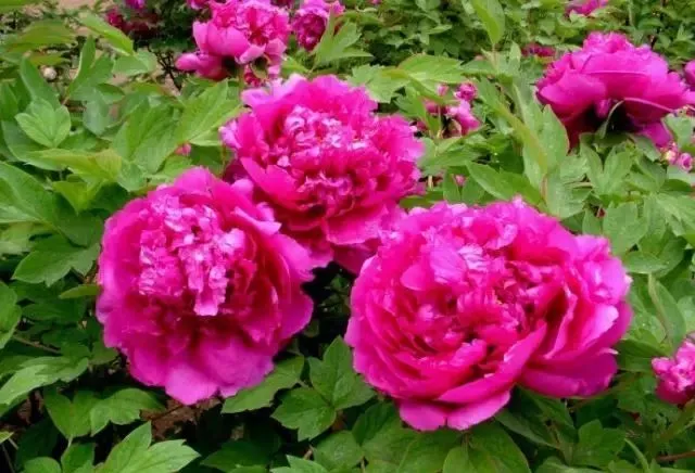 100种名贵牡丹鉴赏 绘画好素材（报花名）
