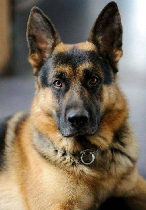 柯利牧羊犬、贵宾犬、德牧、杜宾犬、金毛寻回犬、拉布拉多、边境牧羊犬，你最想养哪种？
