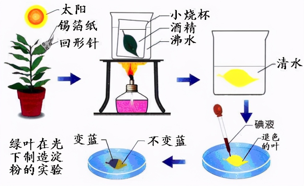 光合作用反应式 光合作用暗反应场所 - 科技田(www.kejitian.com)