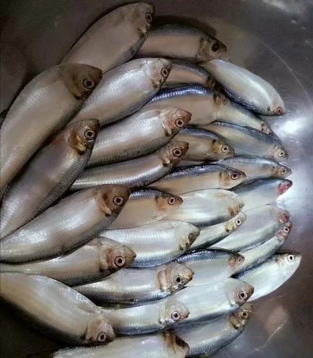 小鲅鱼做法 小鲅鱼怎么做