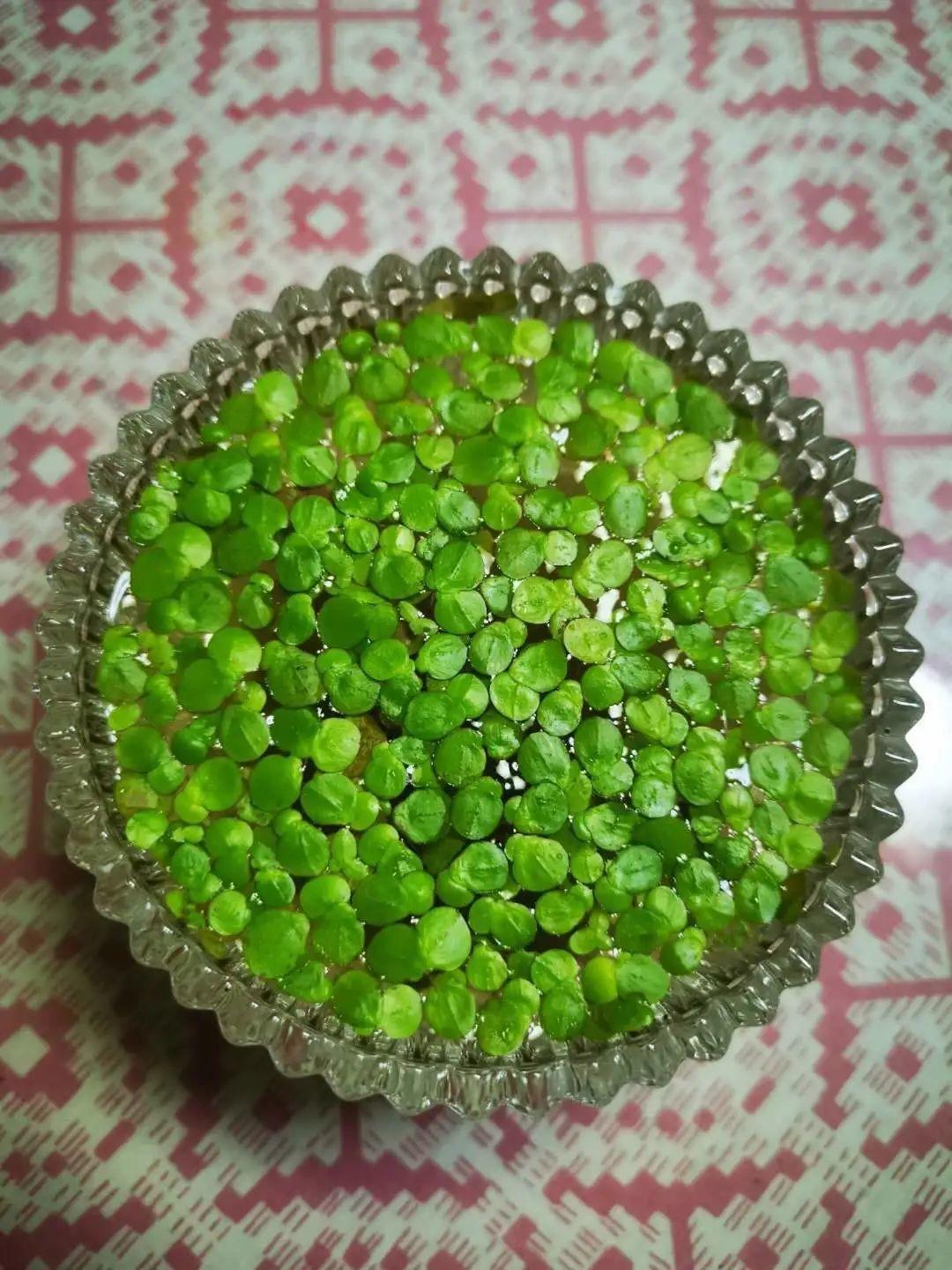 10种花太能喝水,一天一瓢水,7天爆满缸