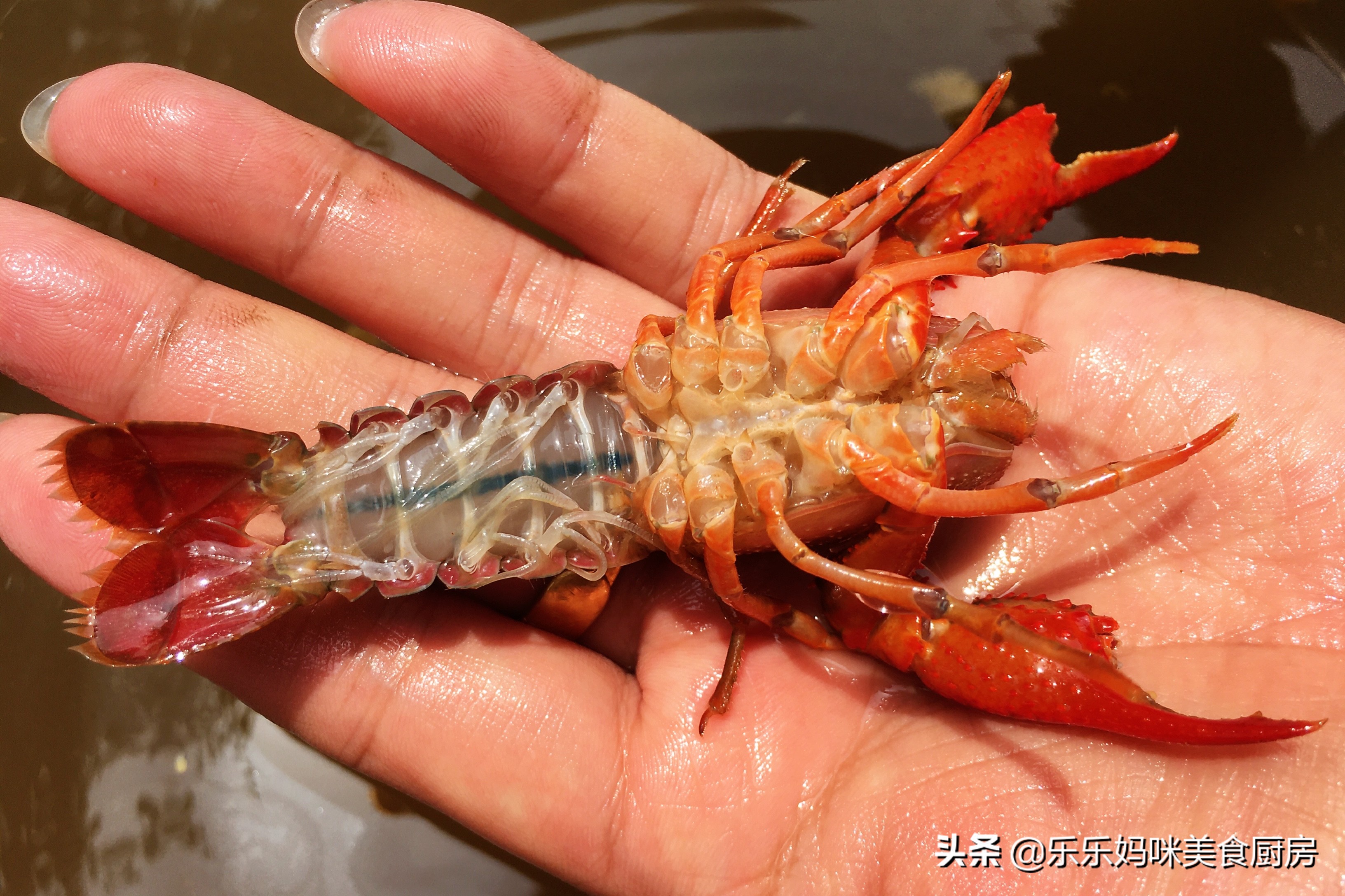 5月小龙虾正肥美，20块钱一斤，搭配鹌鹑蛋一起炒，好吃又实惠