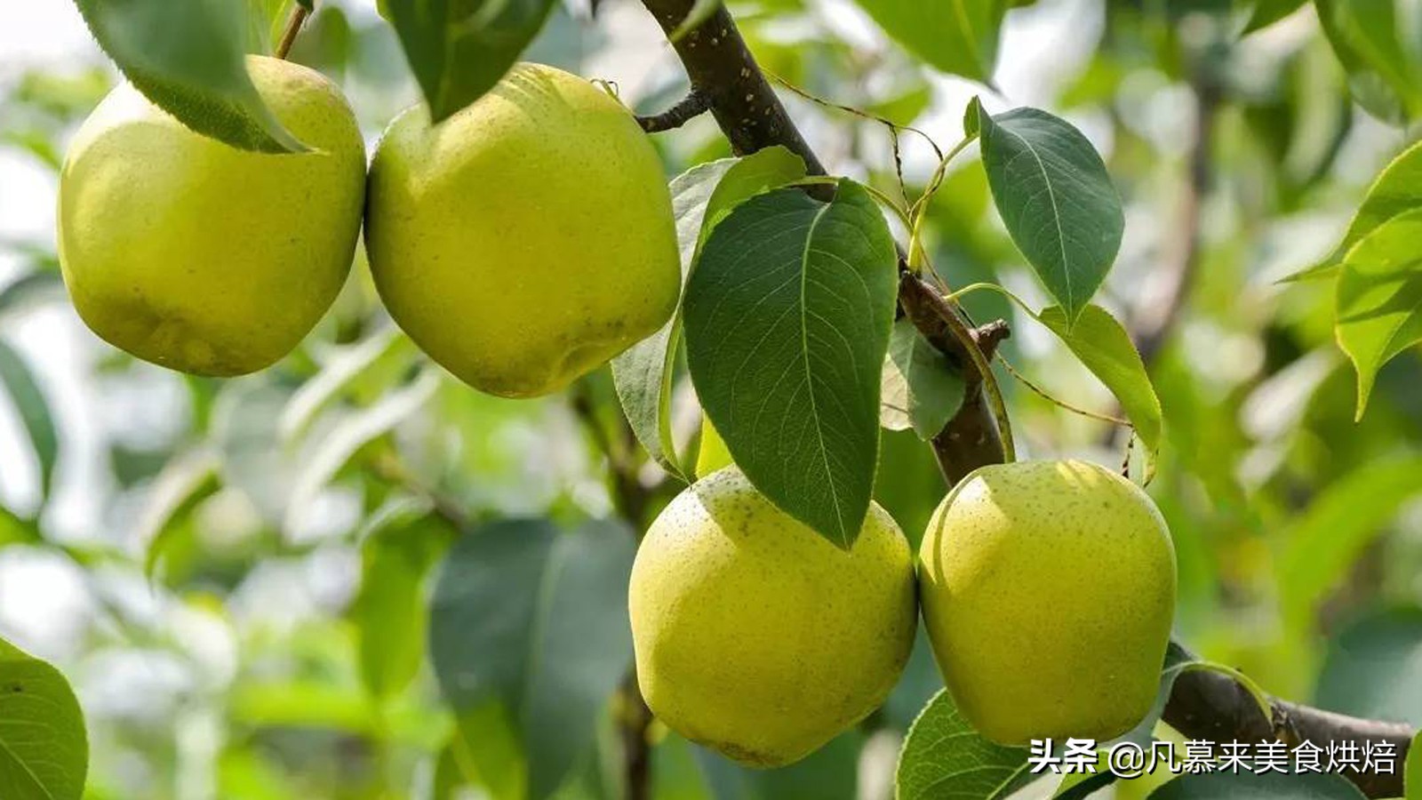 苹果梨图片（盘点全国最好吃的50种梨快收藏）