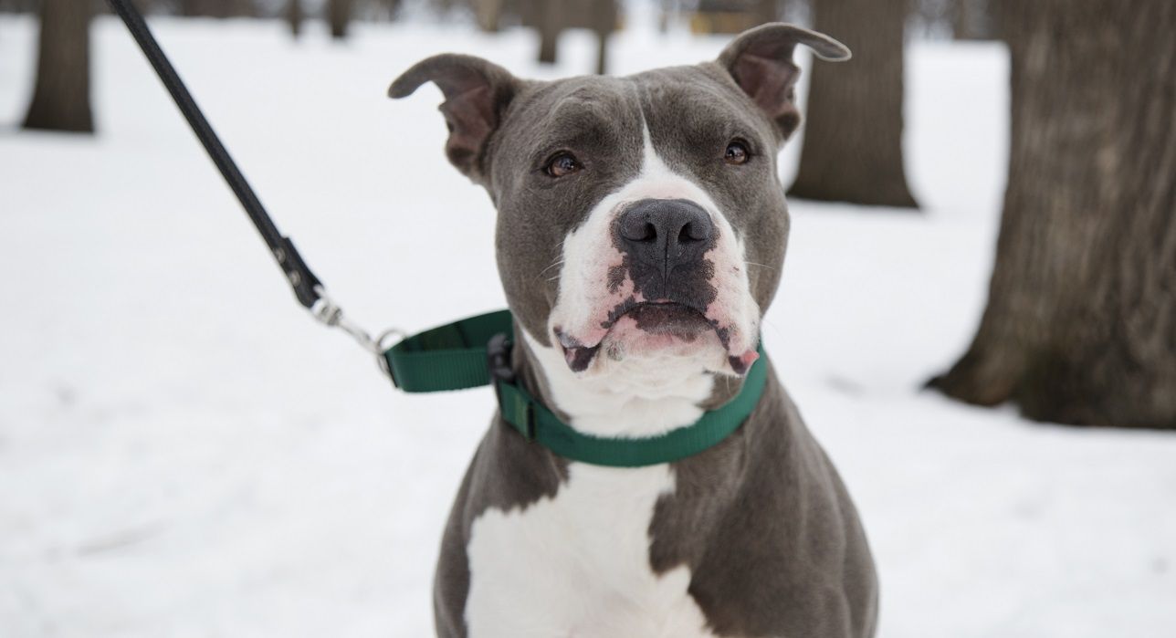 狗狗八字项圈好吗狗狗带项圈好不好