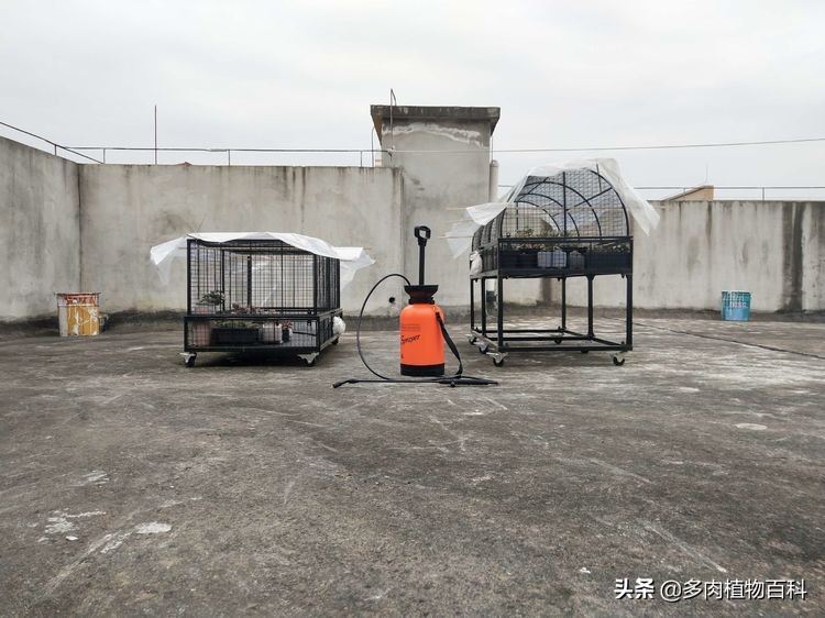 秋去冬来却如春,多肉上色正当时