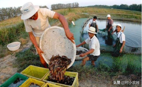 无土养泥鳅全攻略：从零开始教你轻松养殖泥鳅技巧