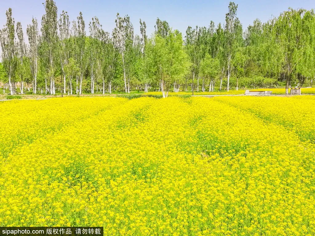 去哪看油菜花,