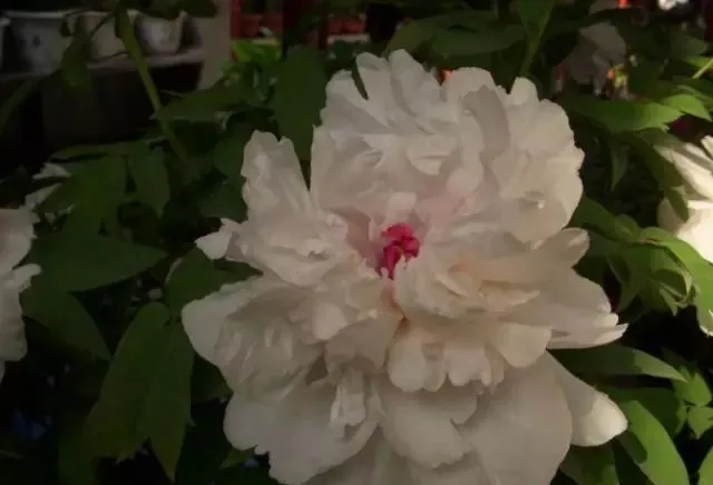 100种名贵牡丹鉴赏 绘画好素材（报花名）