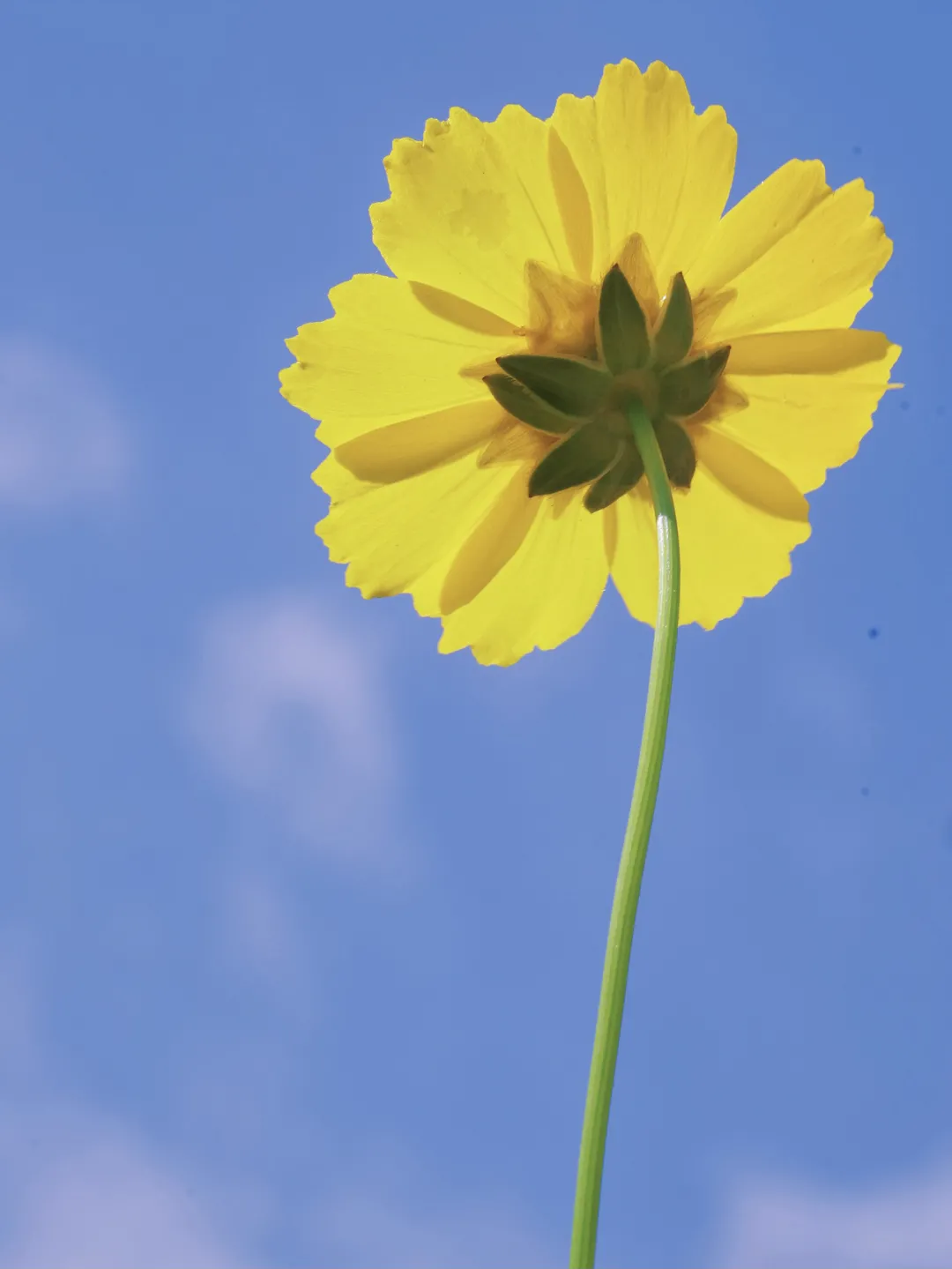 去看故事里的小黄花!初夏小雏菊,美的像童话