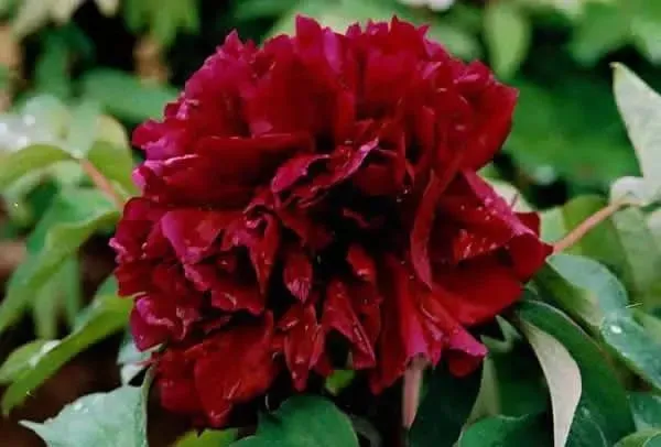100种名贵牡丹鉴赏 绘画好素材（报花名）