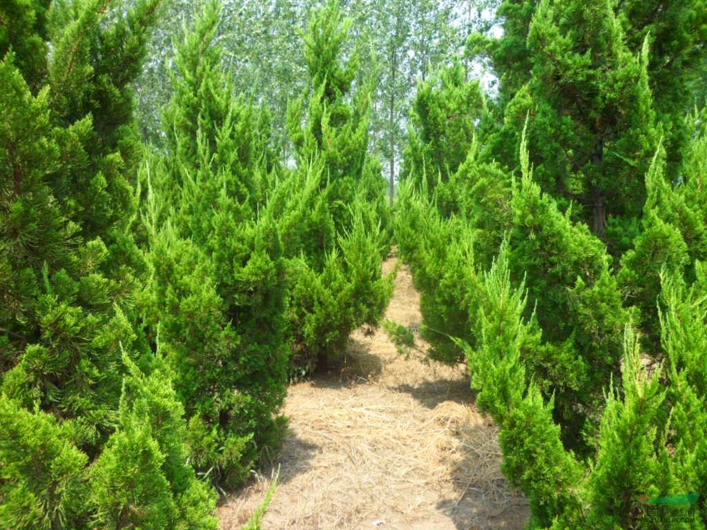 龙柏树是什么样子的(龙柏的种植方法教程)