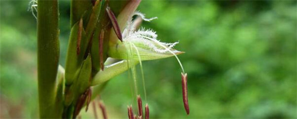 竹子开花吗?什么时候开花