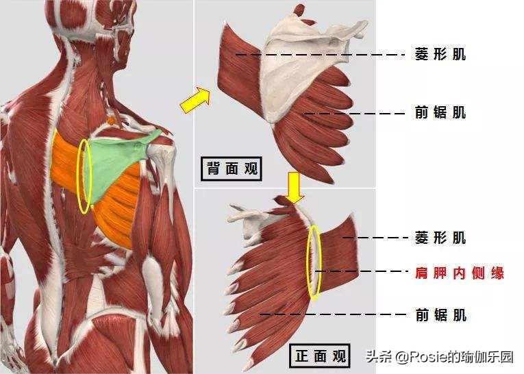 网球蘸水(斜方肌大，大腿前后侧越练越粗，生完宝宝胯变宽，如何改善？)