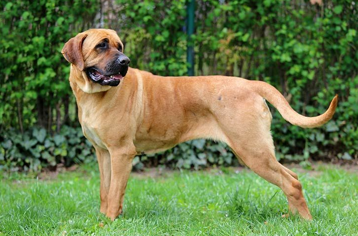 这4种狗可不简单，江湖人称“犬中四疯”