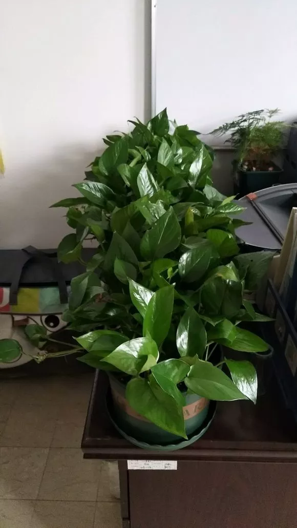 老花匠：绿萝最爱4种东西，喂了以后长得快，抽芽多，易疯长